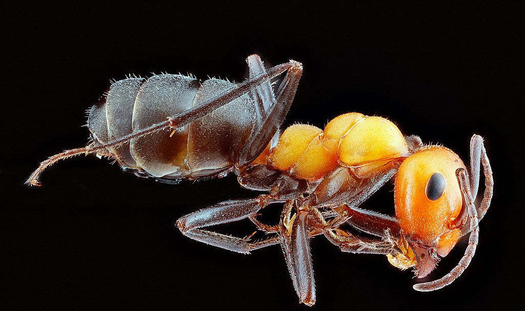 Ant Control service in Perris, CA