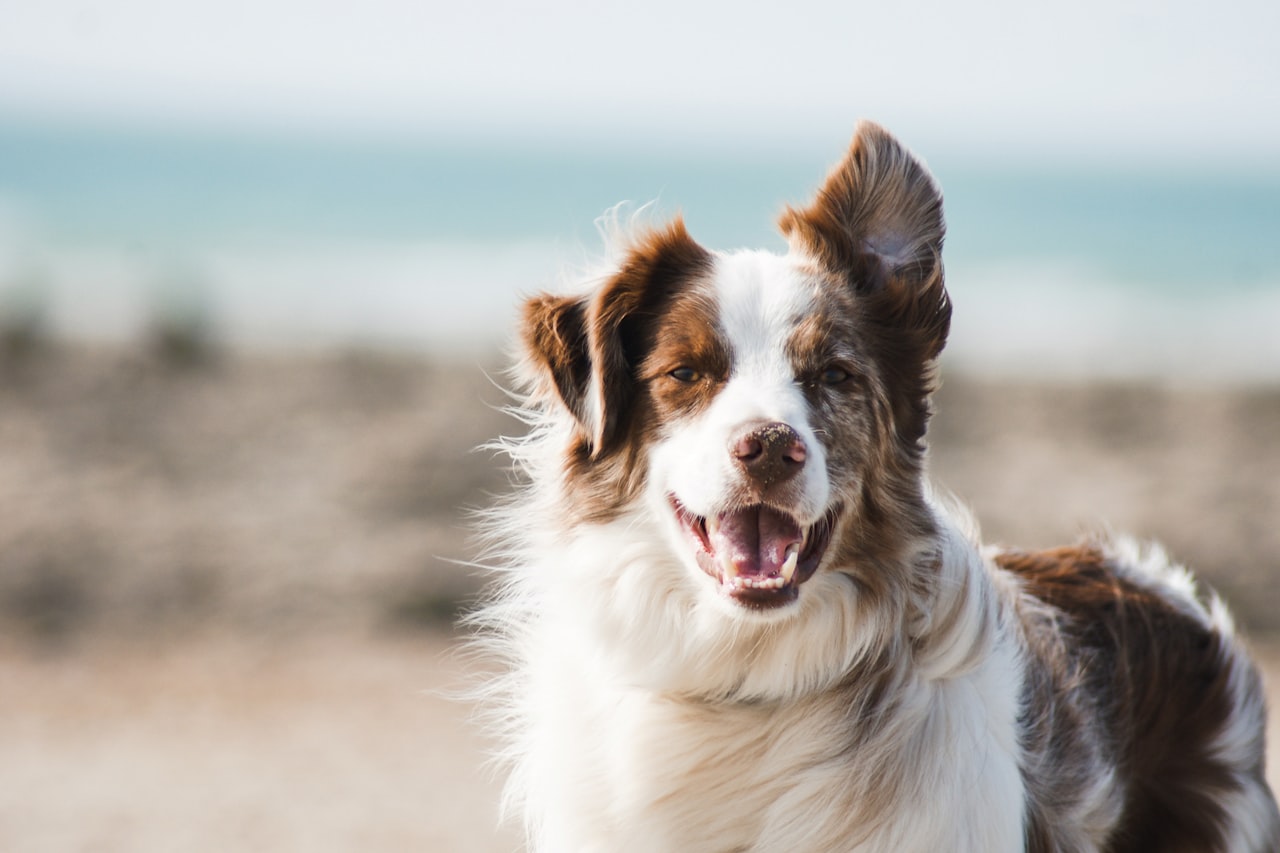 Flea & Tick Control service in Perris, CA