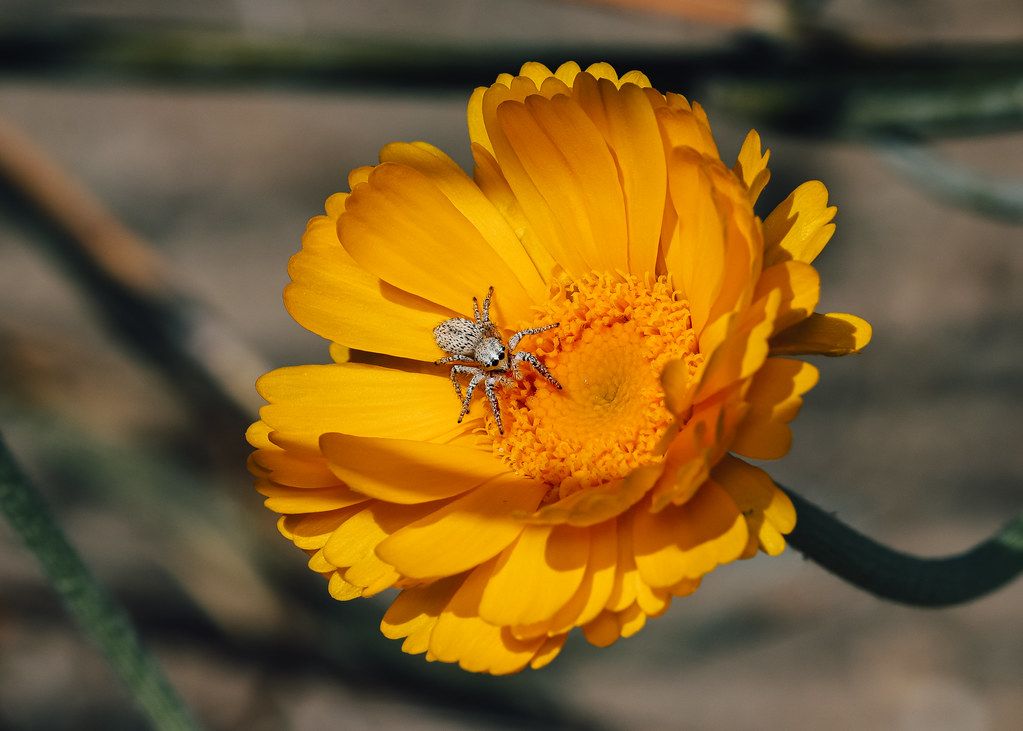 Spider Control service in Perris, CA
